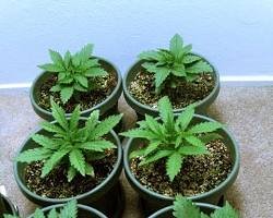 A cannabis plant with healthy roots growing in a pot of coco coir.