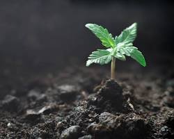 A single young cannabis seedling emerges from dark soil, its leaves reaching toward a soft light source.