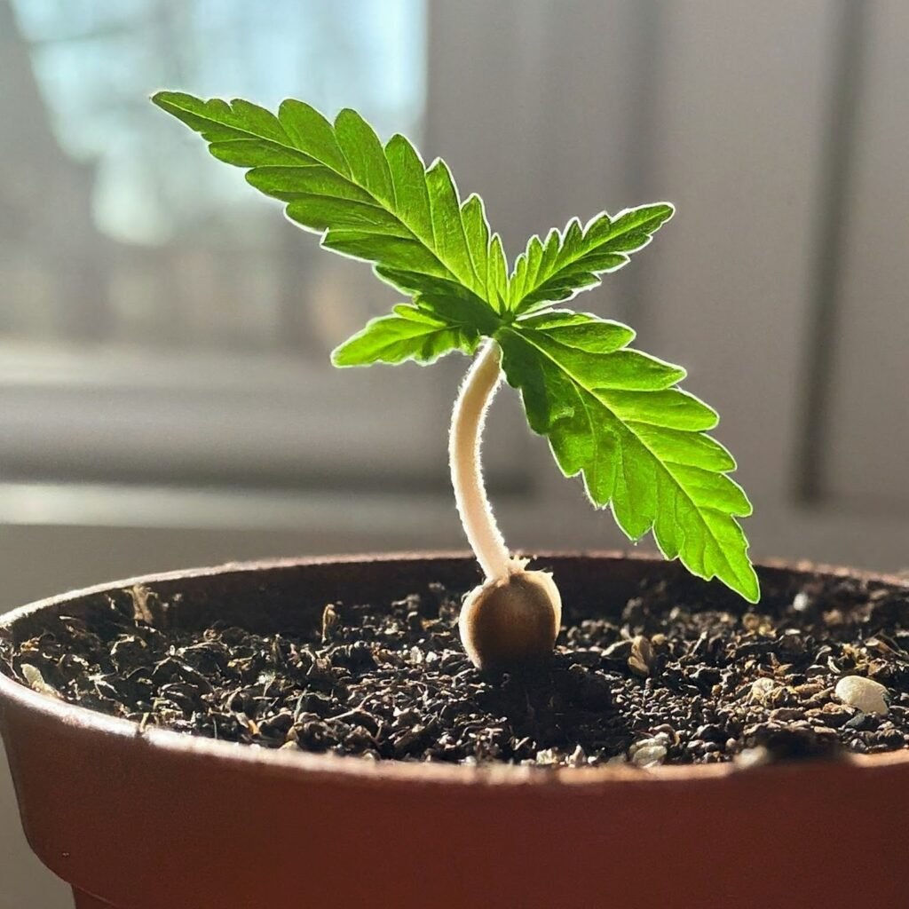 A close-up of a cannabis seed germinating in a pot of soil, with a tiny white root emerging from the seed coat. Sunlight streams through a window onto the pot.