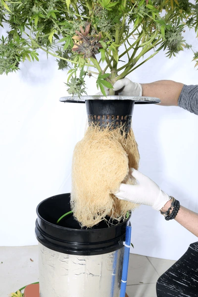 A cannabis plant with a well-developed root system wrapped in a coco coir fiber pot is being lifted from a hydroponic bucket system.