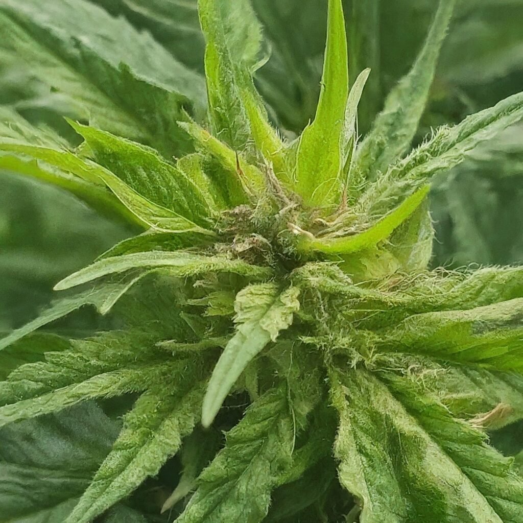 Close-up of a cannabis plant with signs of potential pests or disease.