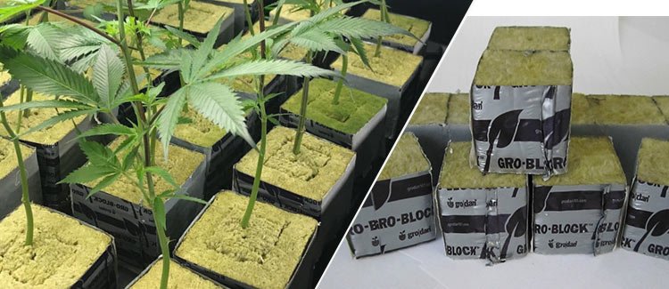 Cannabis seedlings and clones growing in rockwool cubes, with a stack of unused Grodan rockwool blocks beside them.