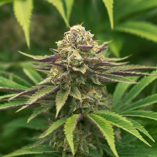 Close-up of a cannabis bud with vibrant green hues and a dense covering of trichomes, hinting at the potential presence of CBG.