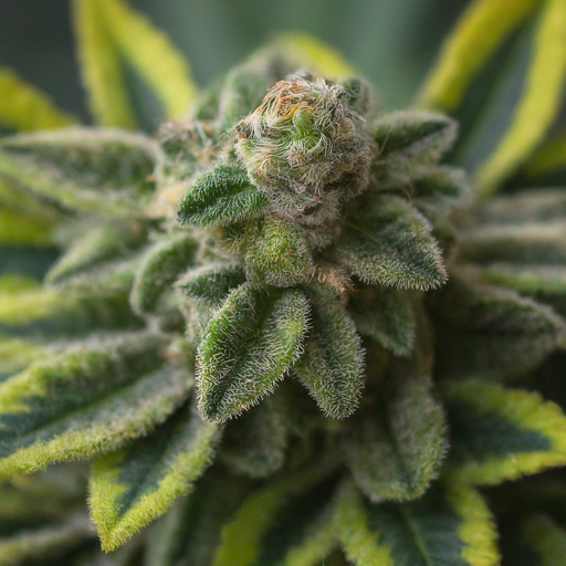 A close-up photo of a cannabis bud, showcasing its intricate structure, vibrant green leaves, and glistening trichomes.